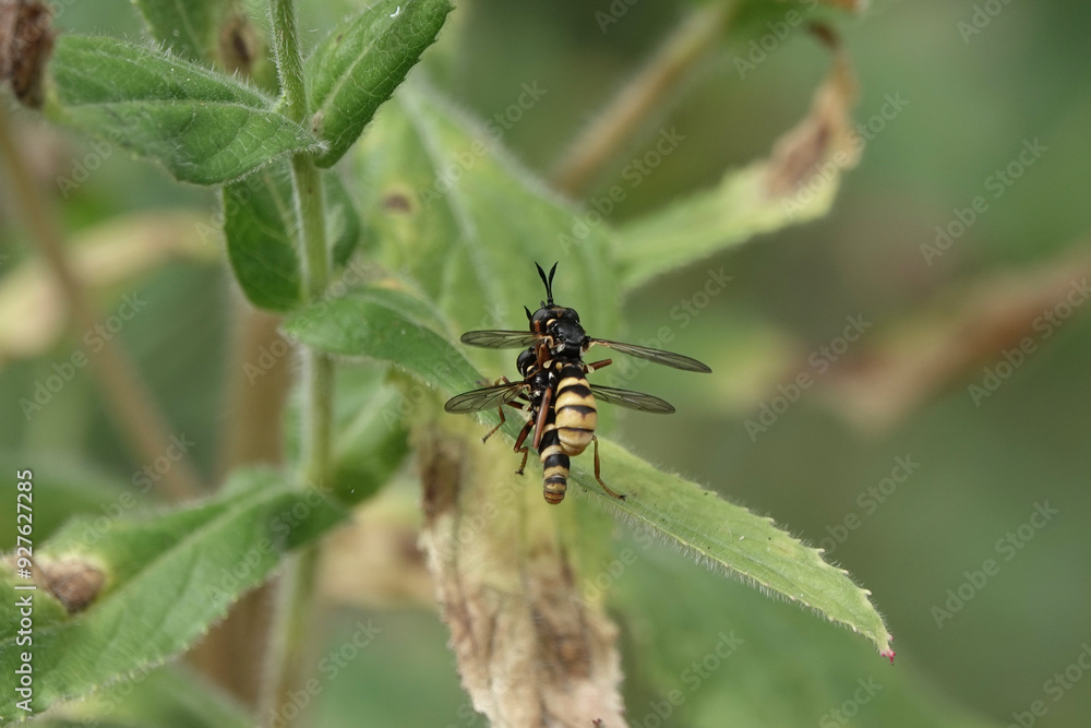 A pair of conopid flies (Conops quadrifasciatus) mating A pair of conopid flies (Conops quadrifasciatus) mating