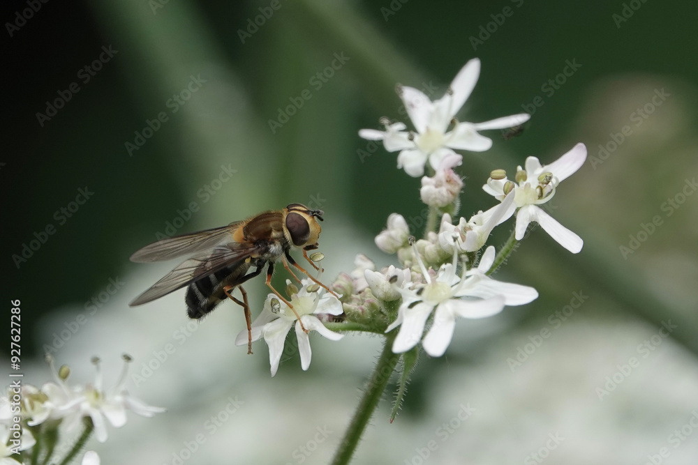 A hoverfly, Leucozona glaucia, feeding on hogweed flowers A hoverfly, Leucozona glaucia, feeding on hogweed flowers