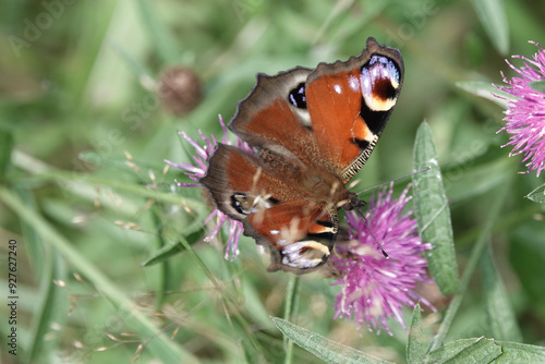 A Peacock butterfly (Aglais io) feeding on knapweed photo