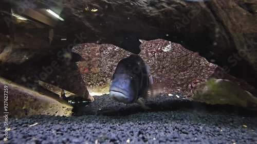 Fish swimming in an aquarium at a zoo in Europe
