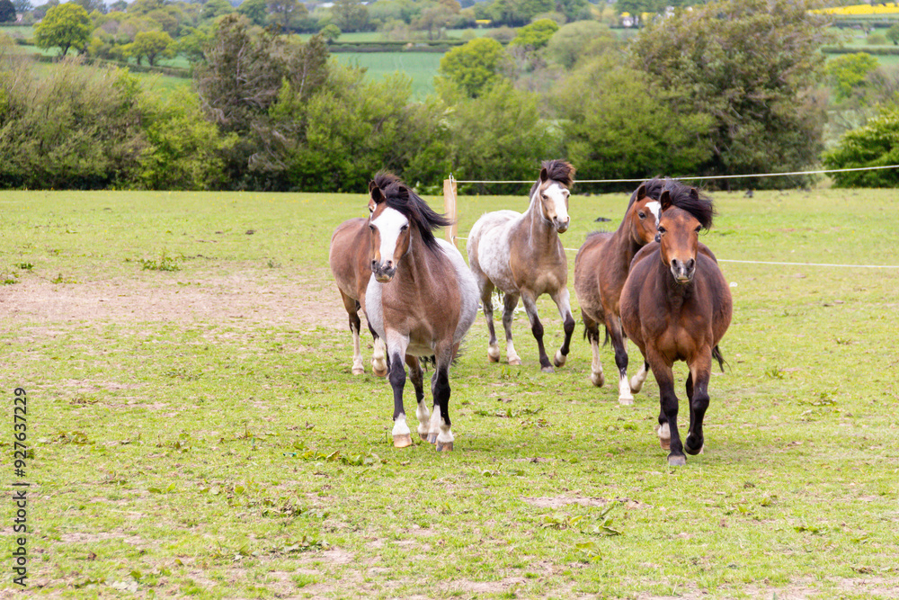 Here come the herd- ponies running up field towards the camera in search of food on a summers day in rural Shropshire UK. Here come the herd- ponies running up field towards the camera in search of food on a summers day in rural Shropshire UK.