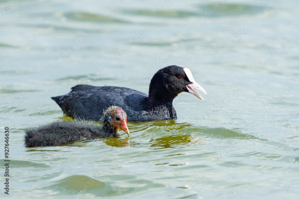 Little ducklings swim on the water in search of food. Little ducklings swim on the water in search of food.