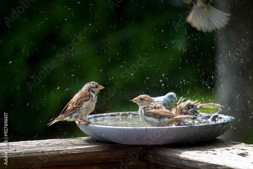 Canvas Print a group of sparrows bathing and splashing with water in a bird bath at a hot sum