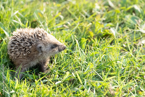 puppy hedgehog sitting in the grass