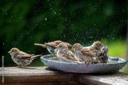 a group of sparrows bathing and splashing with water in a bird bath at a hot summer day