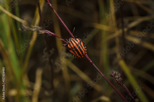 Graphosoma italicum, shield bug in family Pentatomidae. Striped bug, Italian striped bug or Minstrel bug on plant. Soft focused vertical macro photo