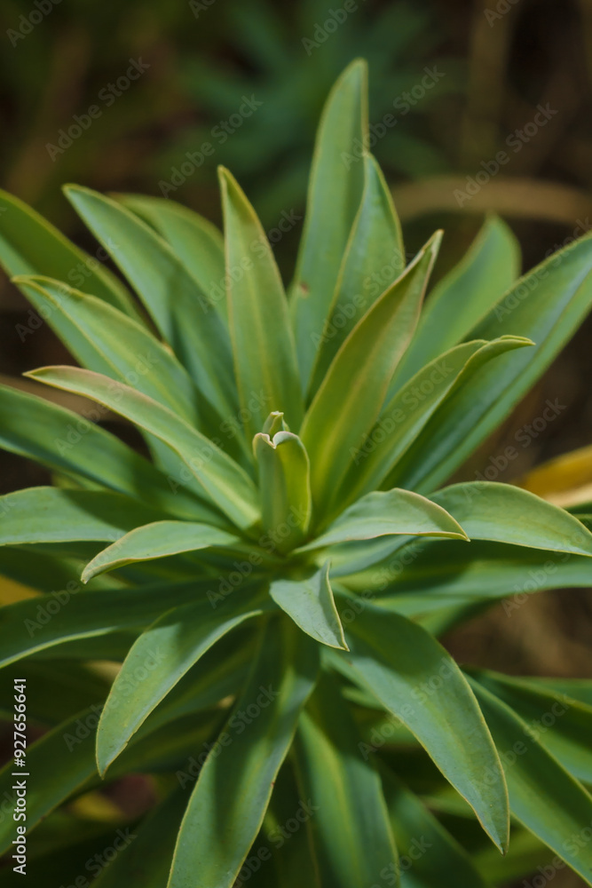 Euphorbia spurge green leaves, soft focused vertical macro shot Euphorbia spurge green leaves, soft focused vertical macro shot