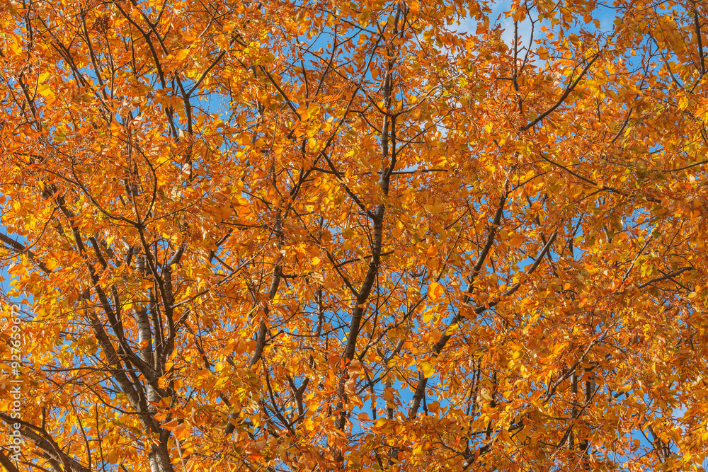 Linden tree in the city park at autumn. Linden tree in the city park at autumn.