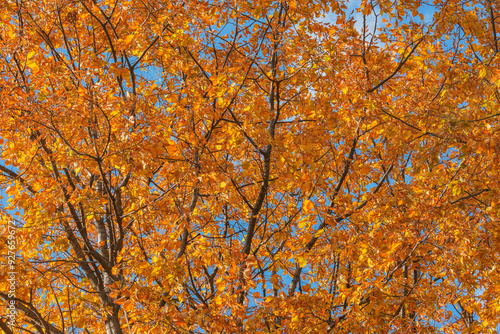 Linden tree in the city park at autumn.