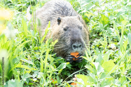 nutria in the grass hanging a carrot