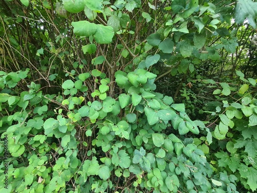 close up photography of bush with green leaves in Berlin Treptow/Köpenick