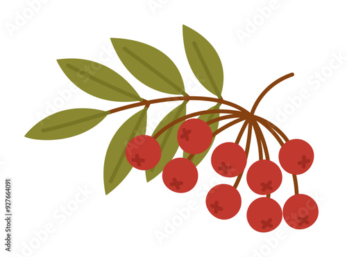 Rowan tree branch with red berries and green leaves isolated on white background. Mountain ash. Sorbus aucuparia. Vector flat illustration
