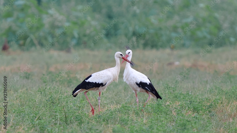 Fototapeta premium cicogne a cremona