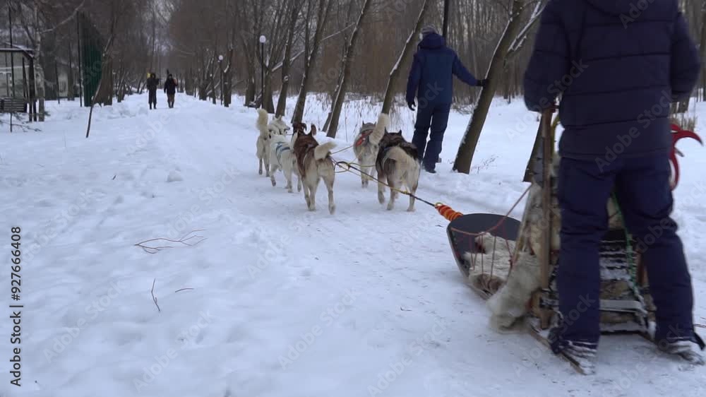 sled husky winter sleigh dog nature musher siberian canine alaska white snow cold sled husky winter sleigh dog nature musher siberian canine alaska white snow cold