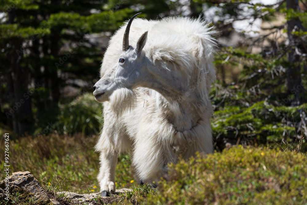 Fototapeta premium Mountain Goat in Glacier National Park
