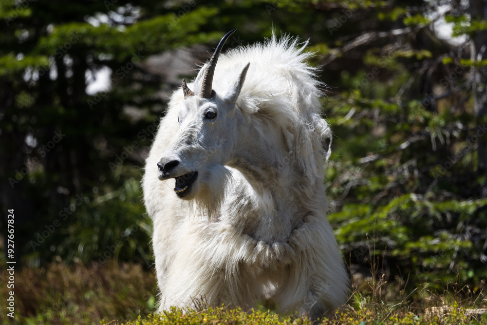 Mountain Goat in Glacier National Park Mountain Goat in Glacier National Park