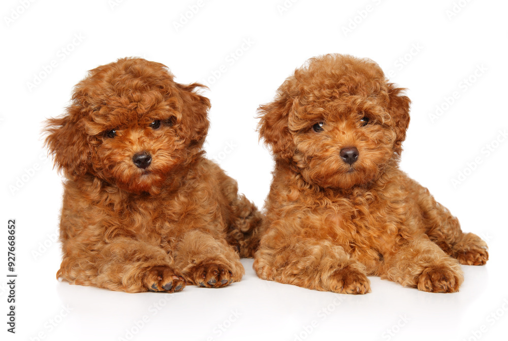 Two Adorable Toy Poodle Puppies Two Adorable Toy Poodle Puppies