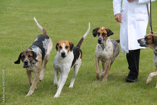Four Modern English Foxhound Dogs on a Training Exercise.