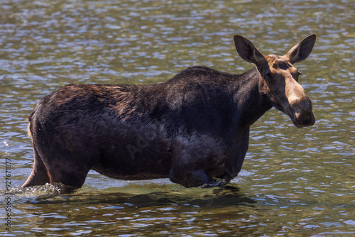 Moose in the lake photo