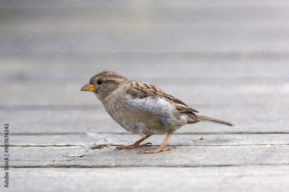 Small house sparrow bird standing on wooden boards side view Small house sparrow bird standing on wooden boards side view