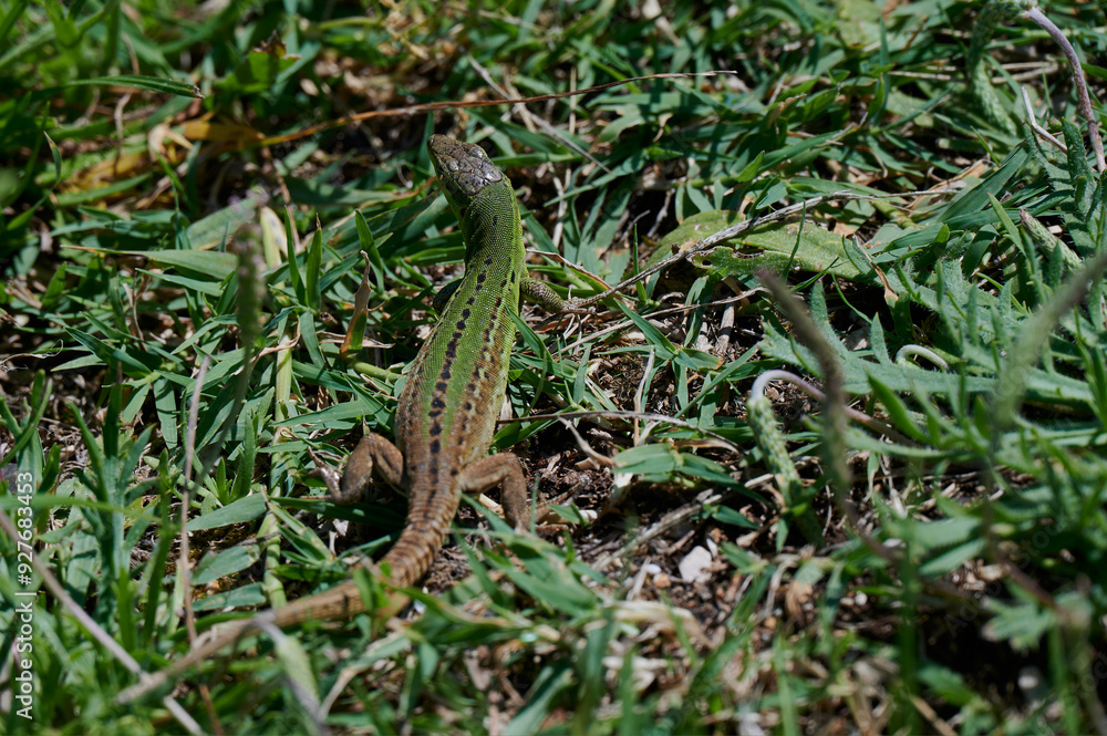 a green lizard sunbathing in Croatia a green lizard sunbathing in Croatia