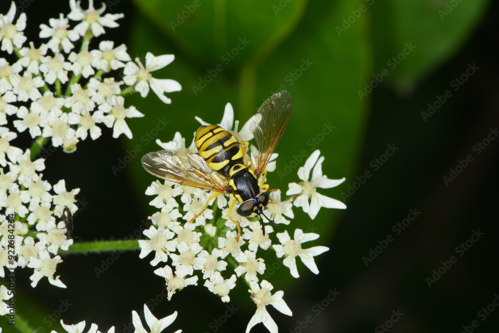 Gemeine Wespenschwebfliege, Chrysotoxum cautum Gemeine Wespenschwebfliege, Chrysotoxum cautum