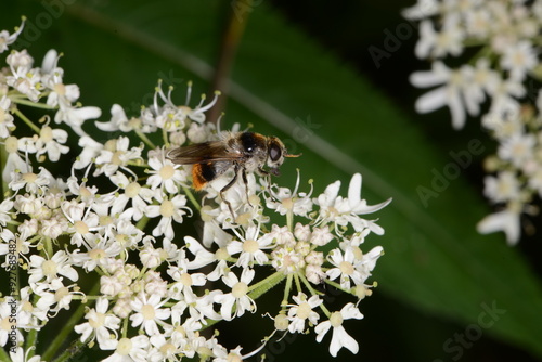 Bunte Erzschwebfliege, Cheilosia illustrata photo