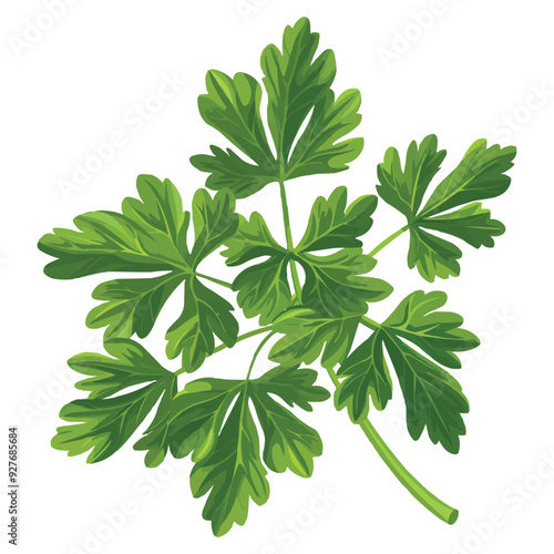 Parsley leaf vector
