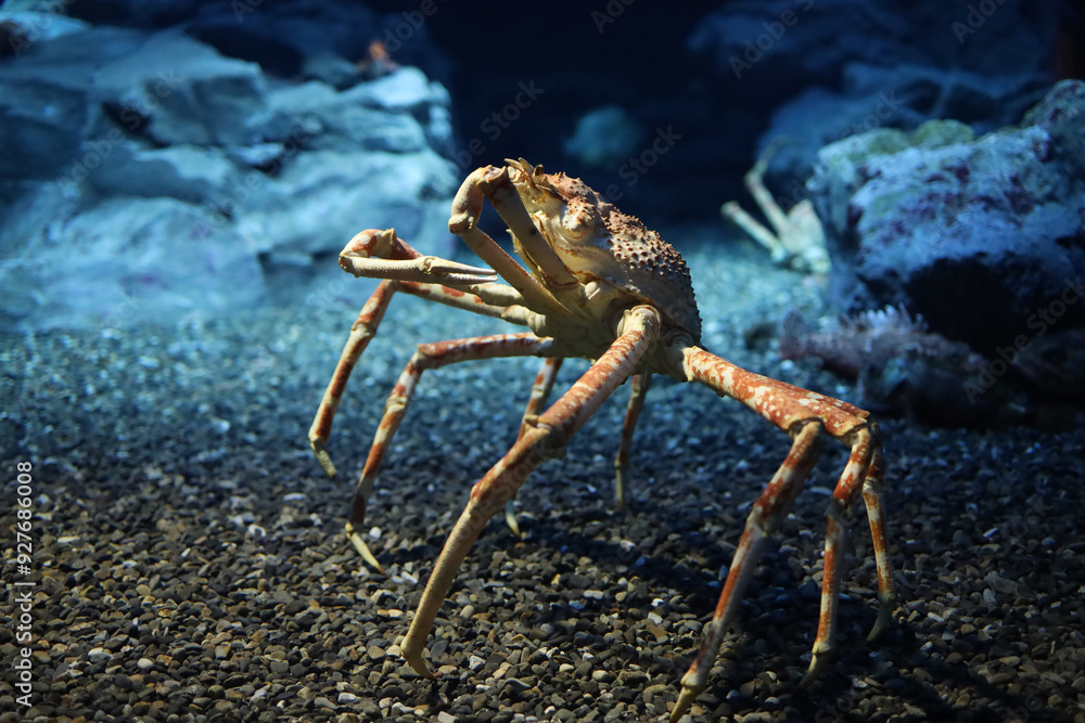 The japan spider king crab or alaska king crab at kaiyukan aquarium , Osaka ,Japaan