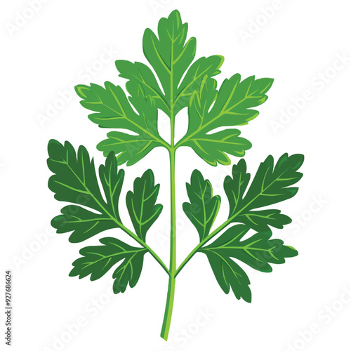 Parsley leaf vector