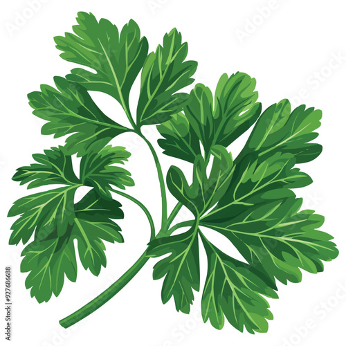 Parsley leaf vector