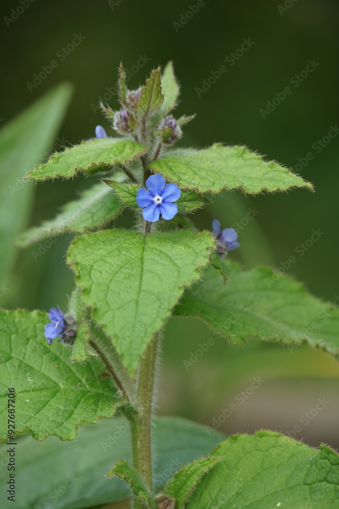 Green Alkanet in Bloom 2 Green Alkanet in Bloom 2