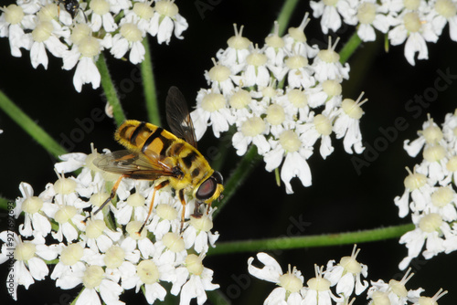 Schwebfliegen, Totenkopfschwebfliege,  Myathropa florea photo