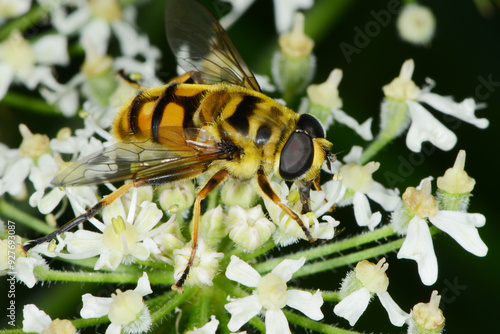 Schwebfliegen, Totenkopfschwebfliege,  Myathropa florea photo