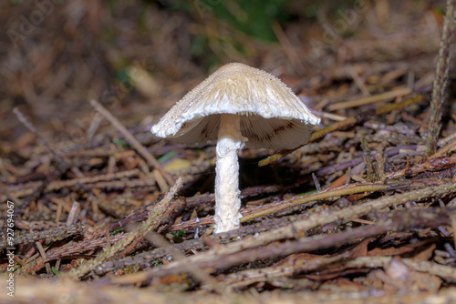 A small white mushroom in the forest among the leaves. photo