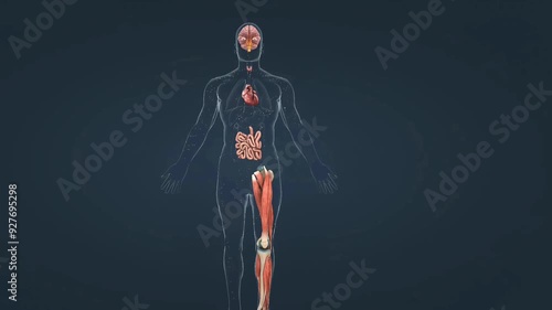 Human body metabolism photo