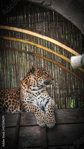 Zoo Tiere