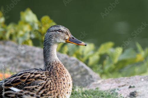 Eine Stockente im Porträt 
