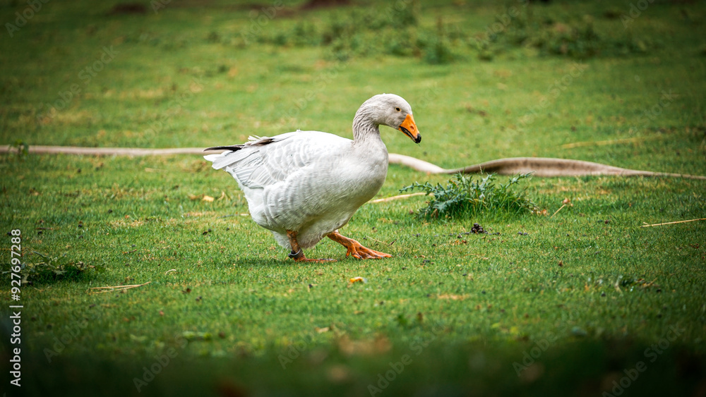 Zoo Tiere Zoo Tiere