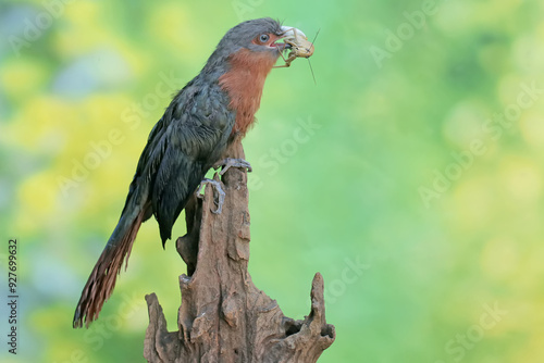 A young chestnut-breasted malkoha is preying on a grasshopper. This beautifully colored bird has the scientific name Phaenicophaeus curvirostris. photo