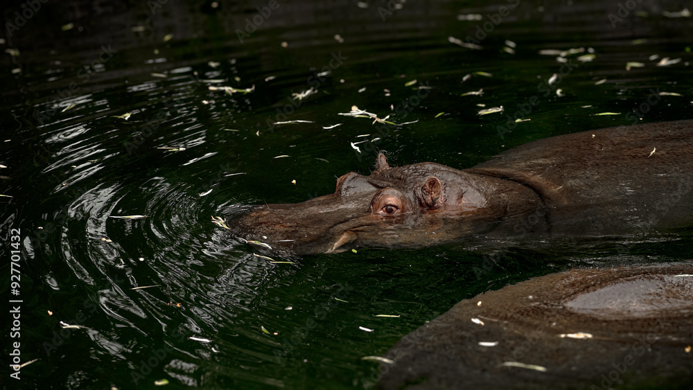 Fototapeta premium Zoo Tiere