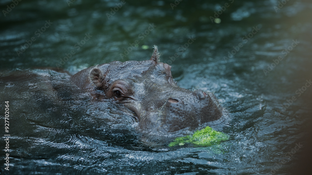 Obraz premium Zoo Tiere