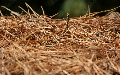 Dry, dead pine needles and pine cones fallen on ground. Fall season, lawncare and wildfire hazard concept.