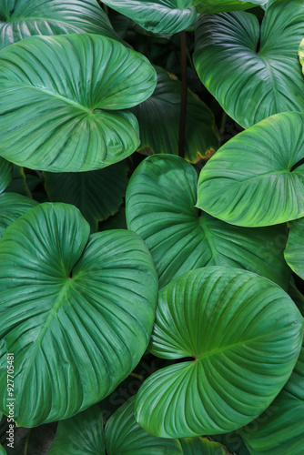 green leaf background