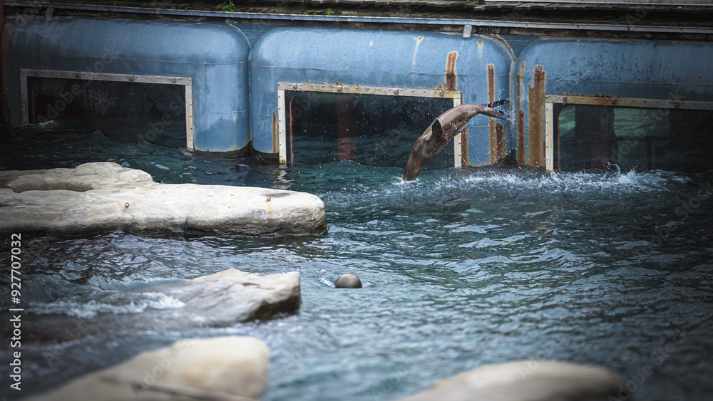 custom made wallpaper toronto digitalZoo Tiere