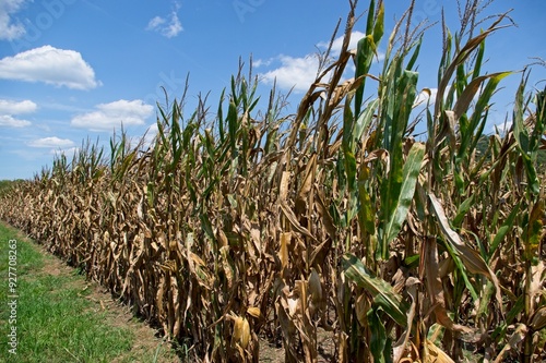 Rows of corn in late summer after a drought