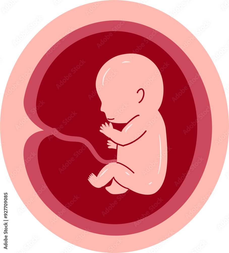 Human embryonic development 7 month Human embryonic development 7 month