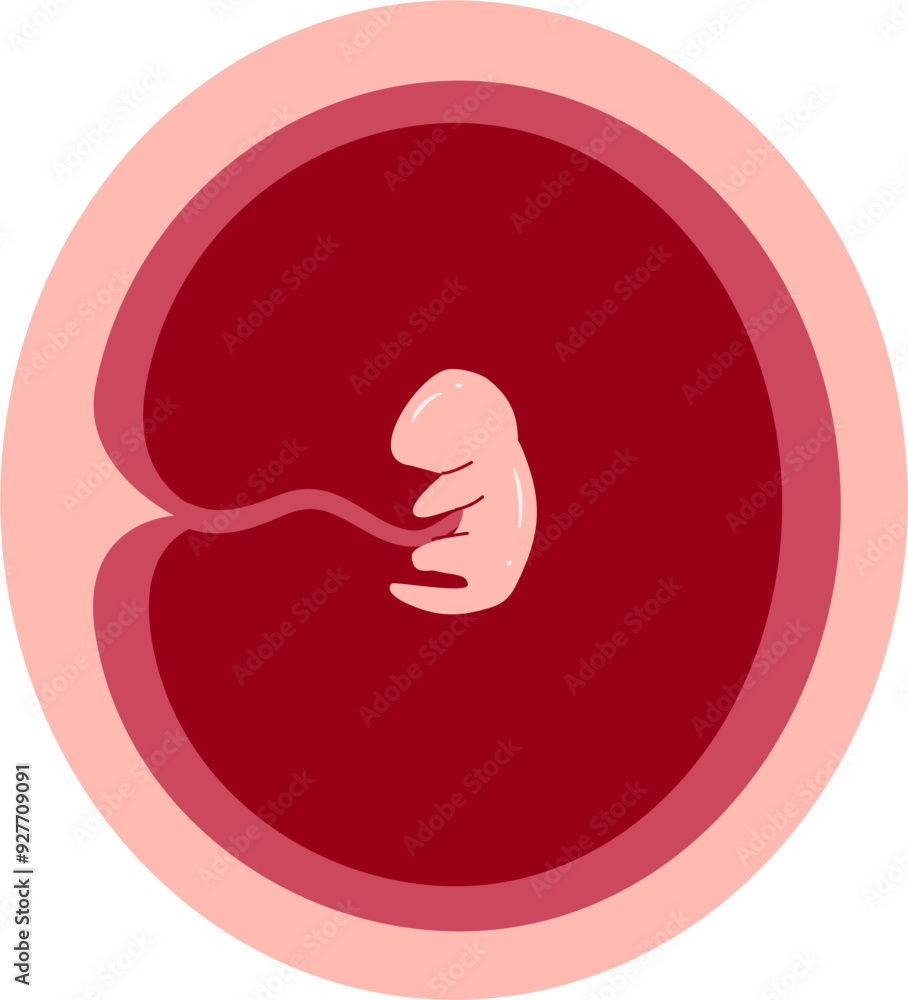 Human embryonic development 1 month Human embryonic development 1 month