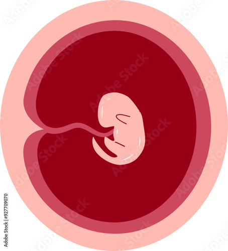 Human embryonic development 2 month
