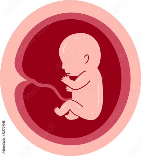 Human embryonic development 7 month photo